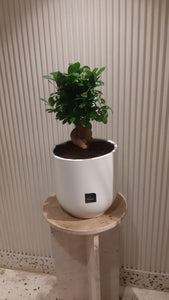 Bonsaï pot céramique  blanc