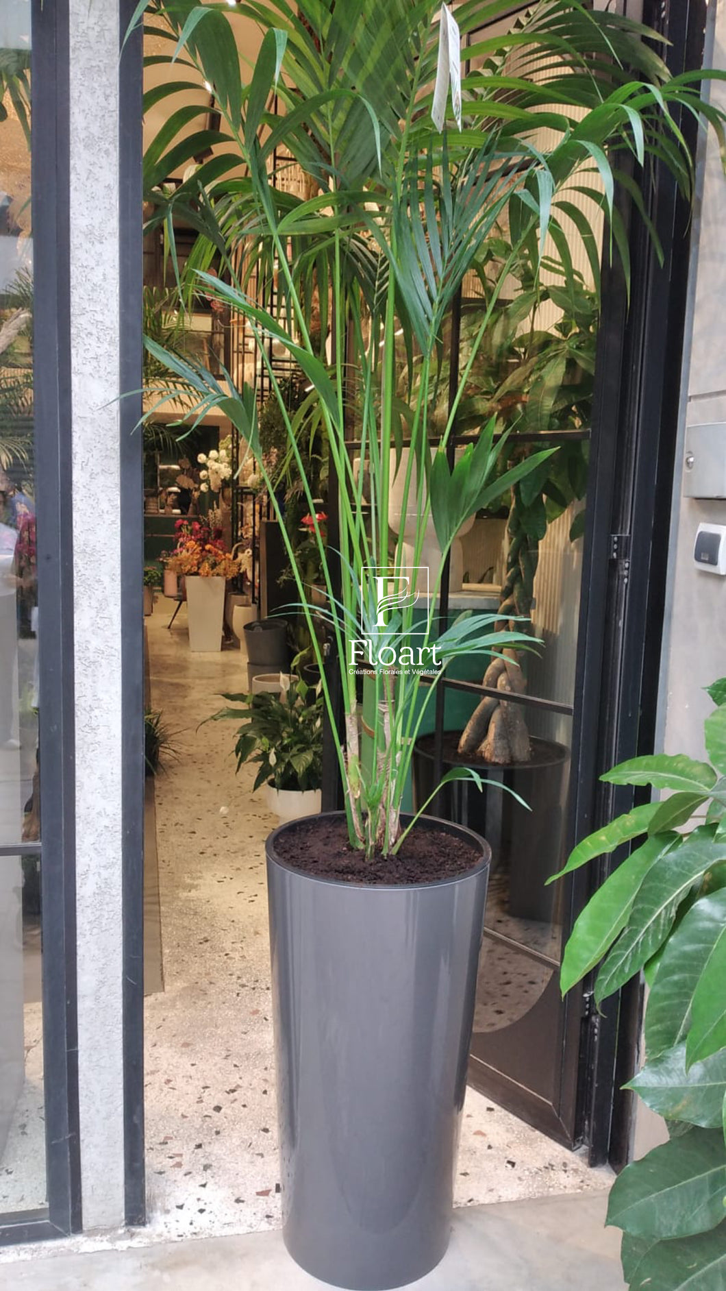 Plante naturelle