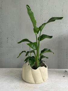 Plante naturelle strelitzia Nicolai pot en céramique