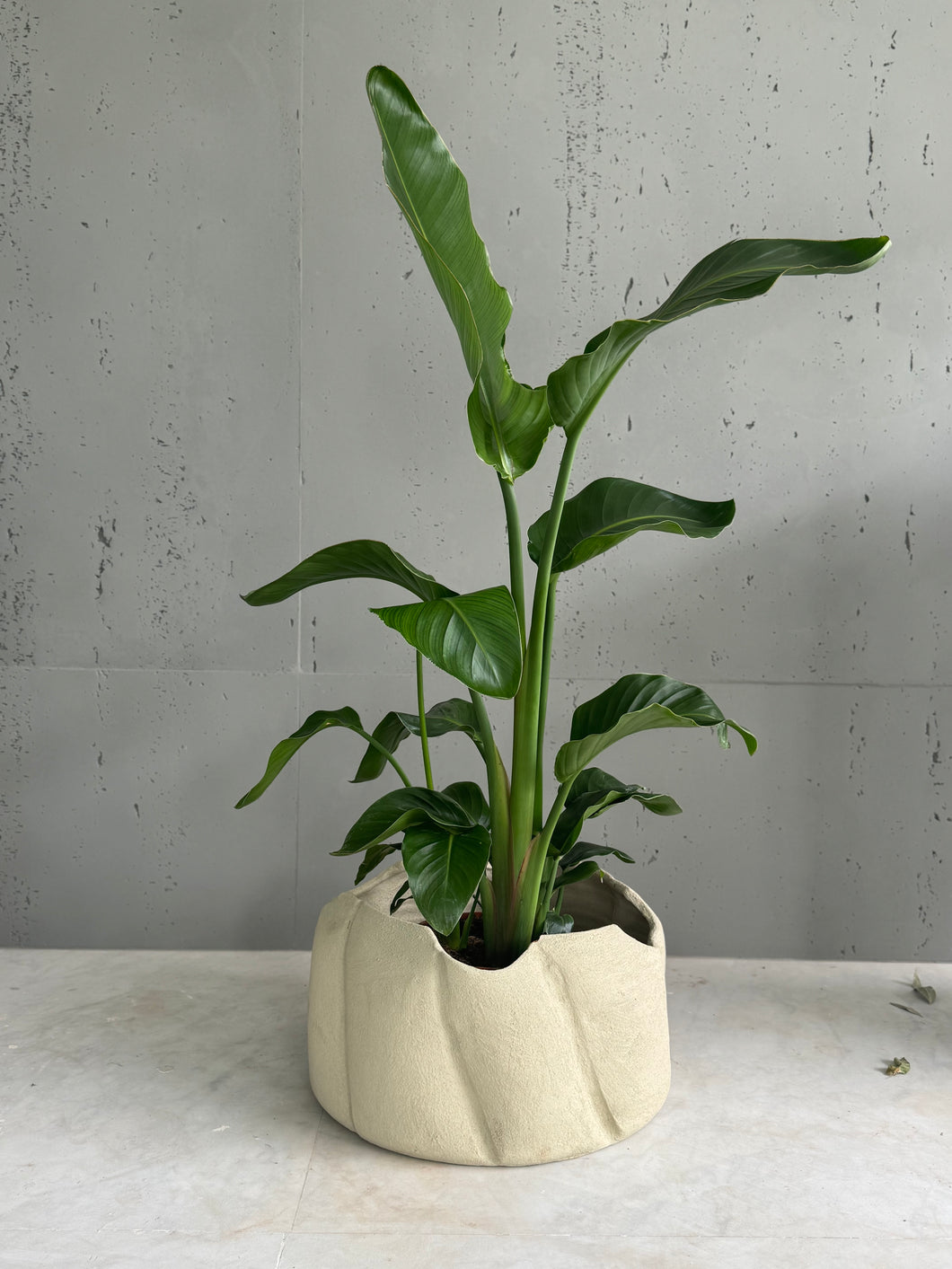 Plante naturelle strelitzia Nicolai pot en céramique