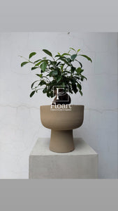 Plante naturelle bonsai