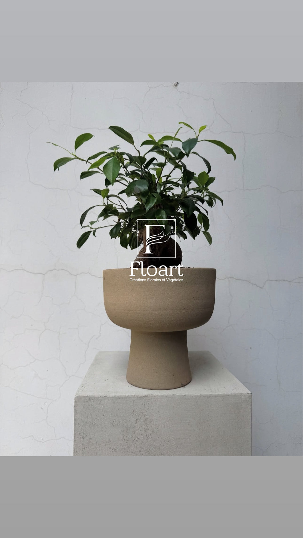 Plante naturelle bonsai