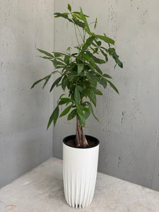 Plante naturelle pachera