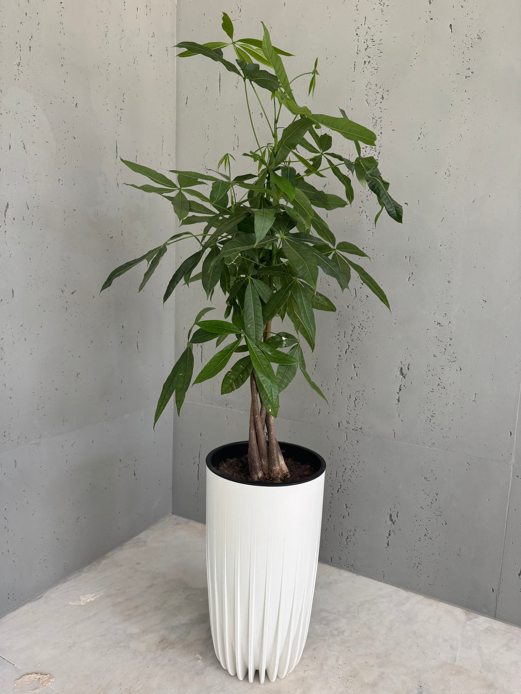 Plante naturelle pachera