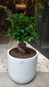 Bonsaï