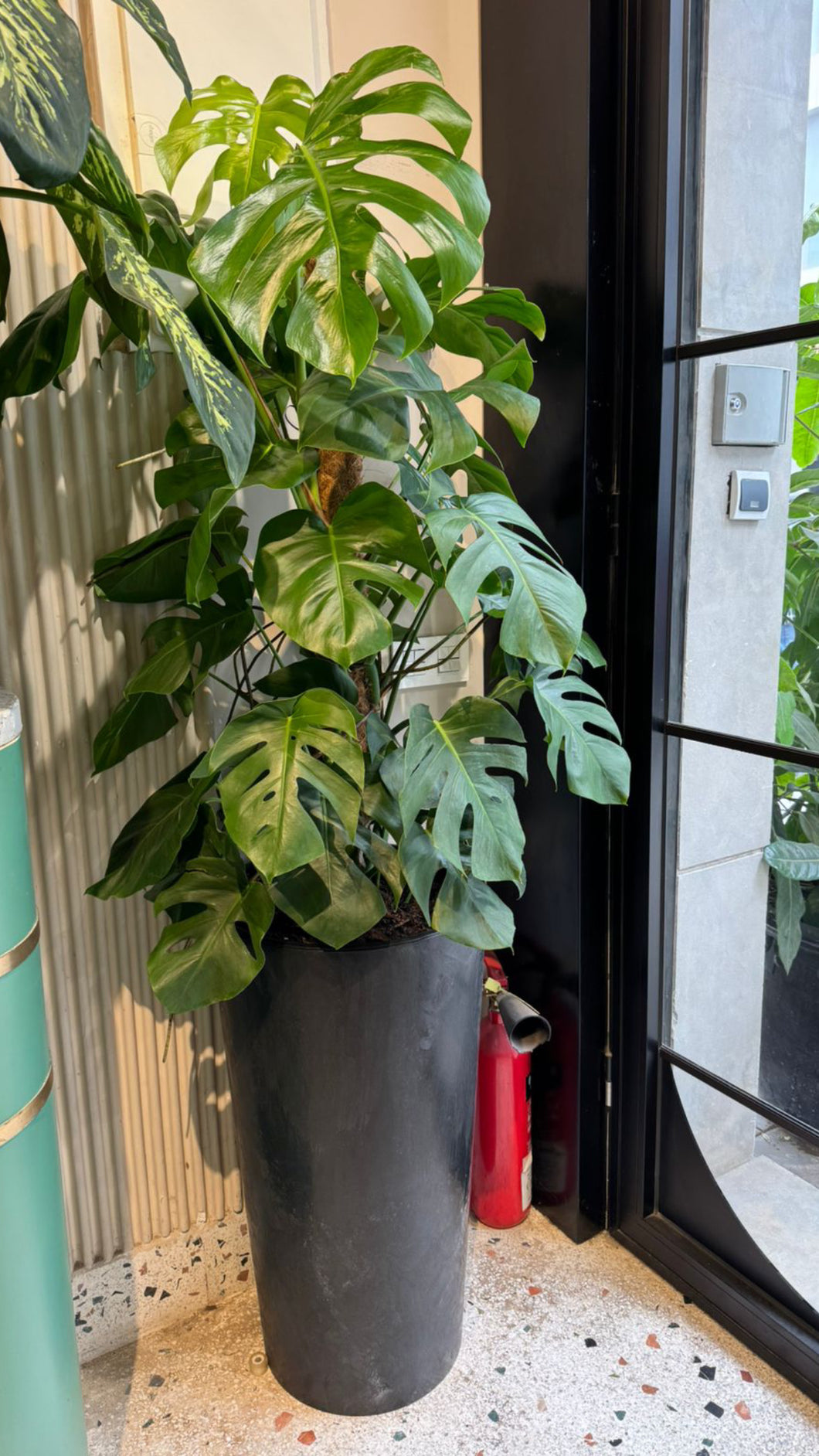 Plante naturelle monstera