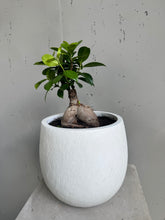 Charger l'image dans la galerie, Bonsai
