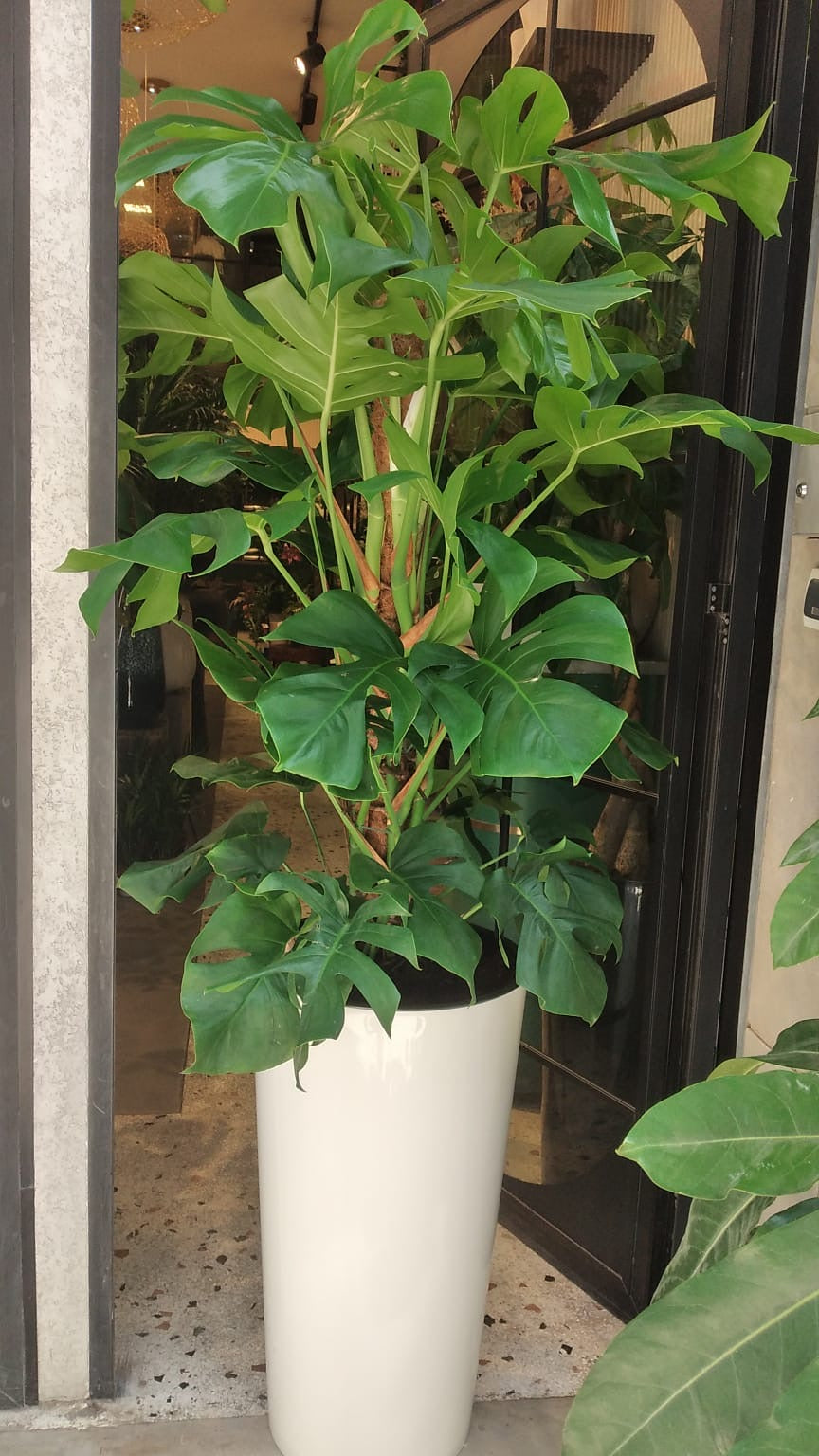 Plante naturelle monstera