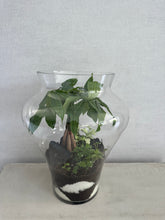 Charger l'image dans la galerie, Terrarium  « Terra Moss »
