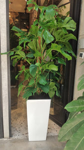 Plante naturelle monstera