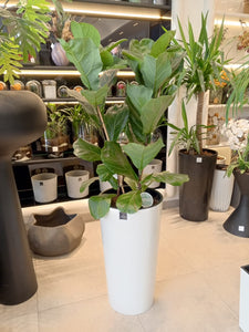 Ficus lierrata plante naturelle