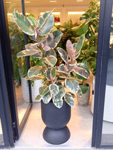 Charger l'image dans la galerie, Plante naturelle ficus elastica ruby pot en polyesthere noir design
