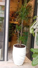 Charger l'image dans la galerie, Plante naturelle dracena
