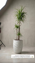 Charger l'image dans la galerie, Plante naturelle dracena
