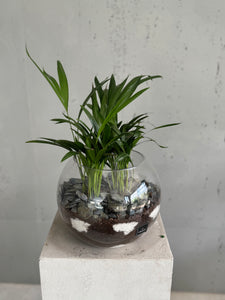 Terrarium sphère