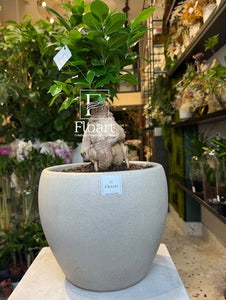 Bonsaï pot greige