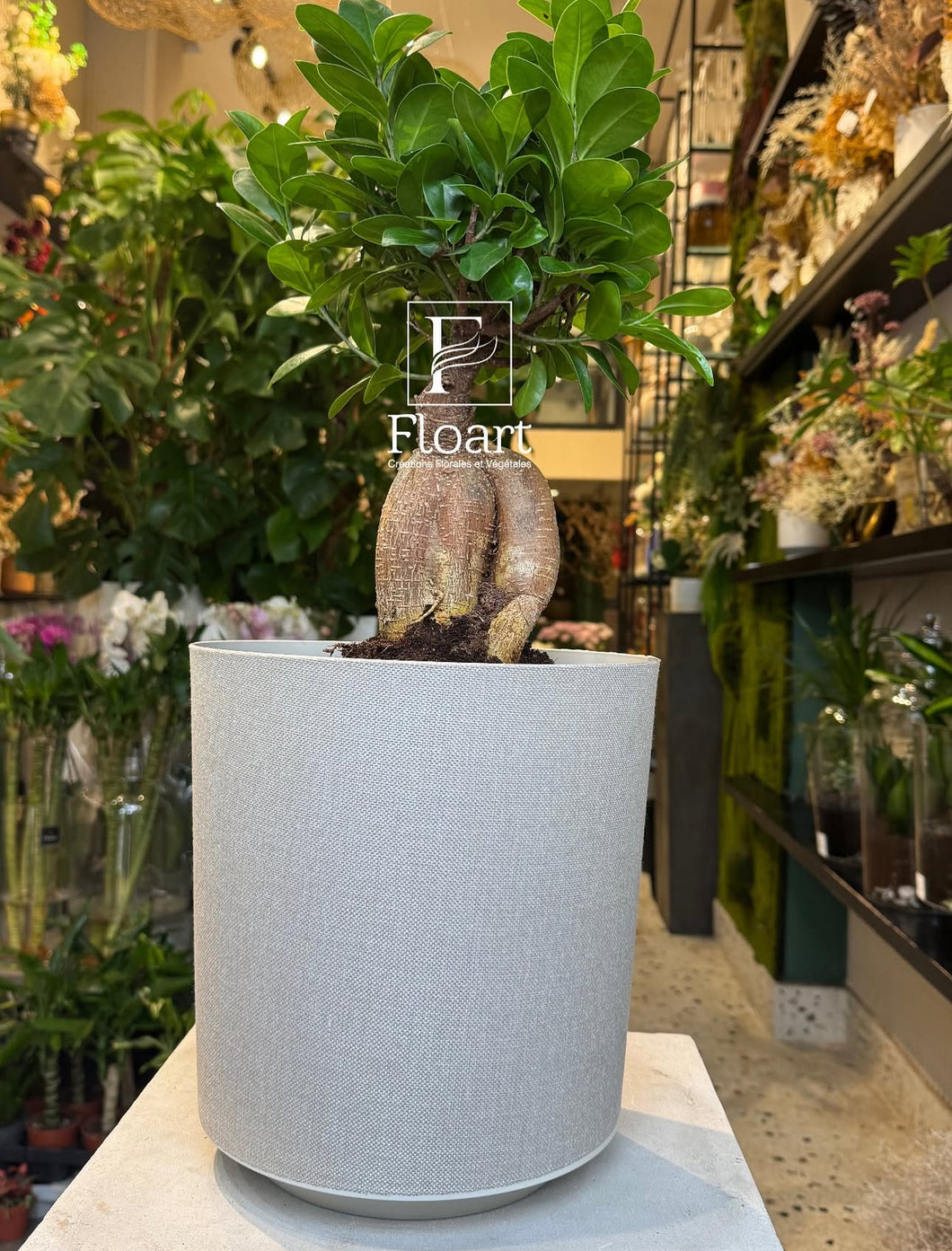 Bonsaï