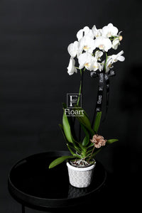 Orchidée naturelle plante cadeaux fleuriste 