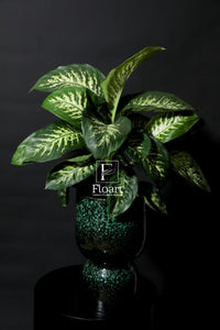 Plante dieffenbachia