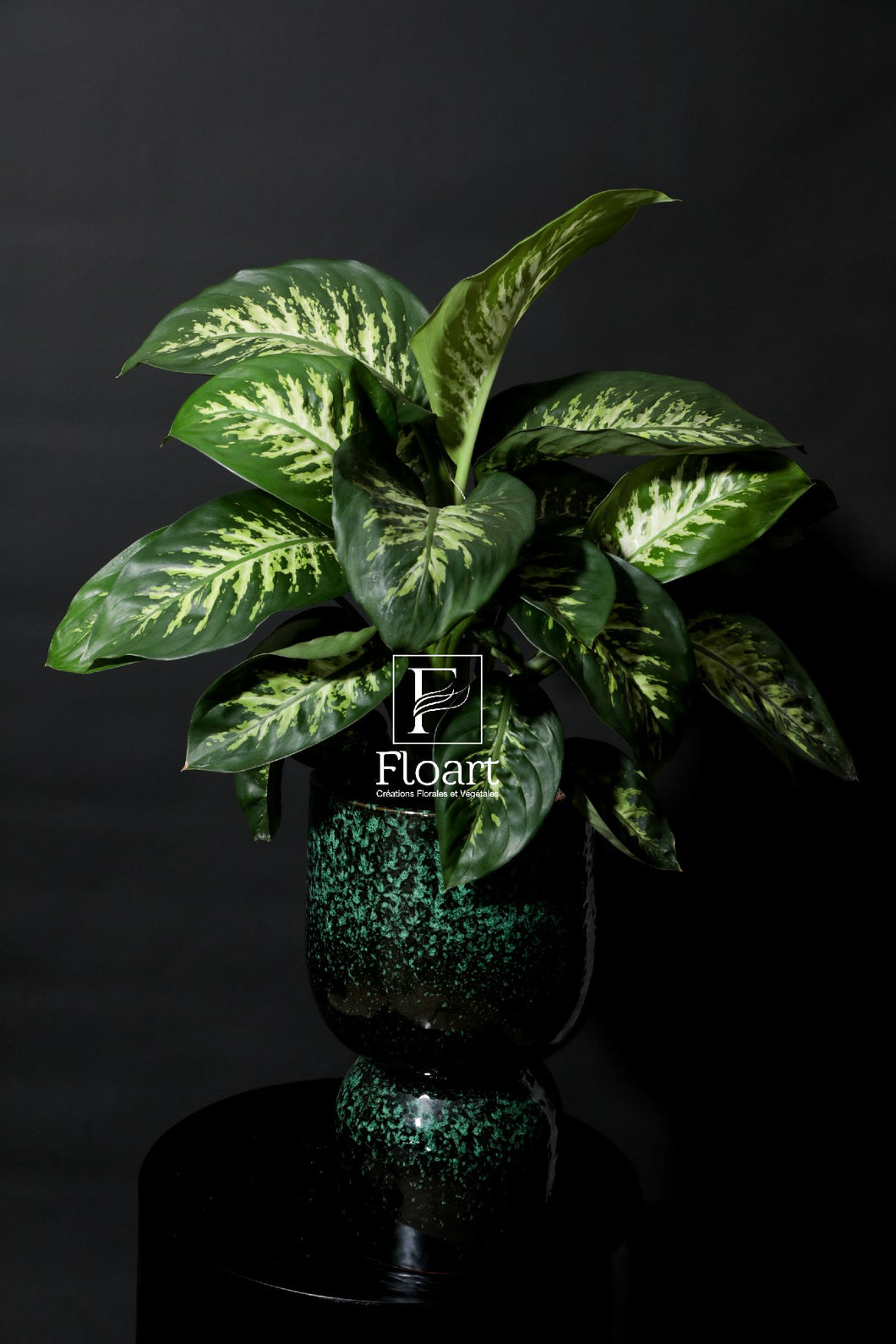 Plante dieffenbachia