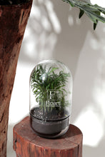 Charger l&#39;image dans la galerie, Terrarium  « Globe green »
