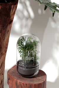 Terrarium  « Globe green »