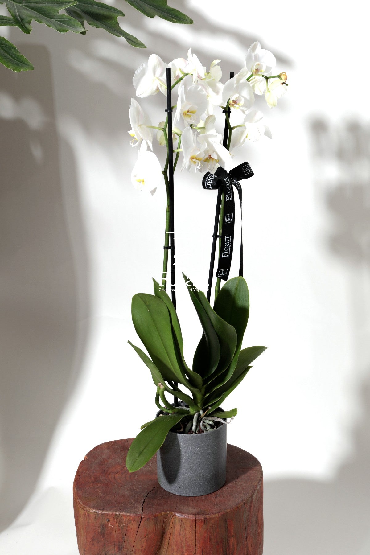 Composition d'orchidée naturelle – FLOART Maroc