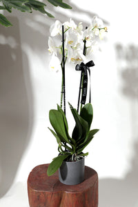 Orchidée naturelle plante cadeaux fleuriste 