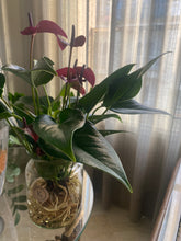Charger l&#39;image dans la galerie, Plante naturelle anthurium prune
