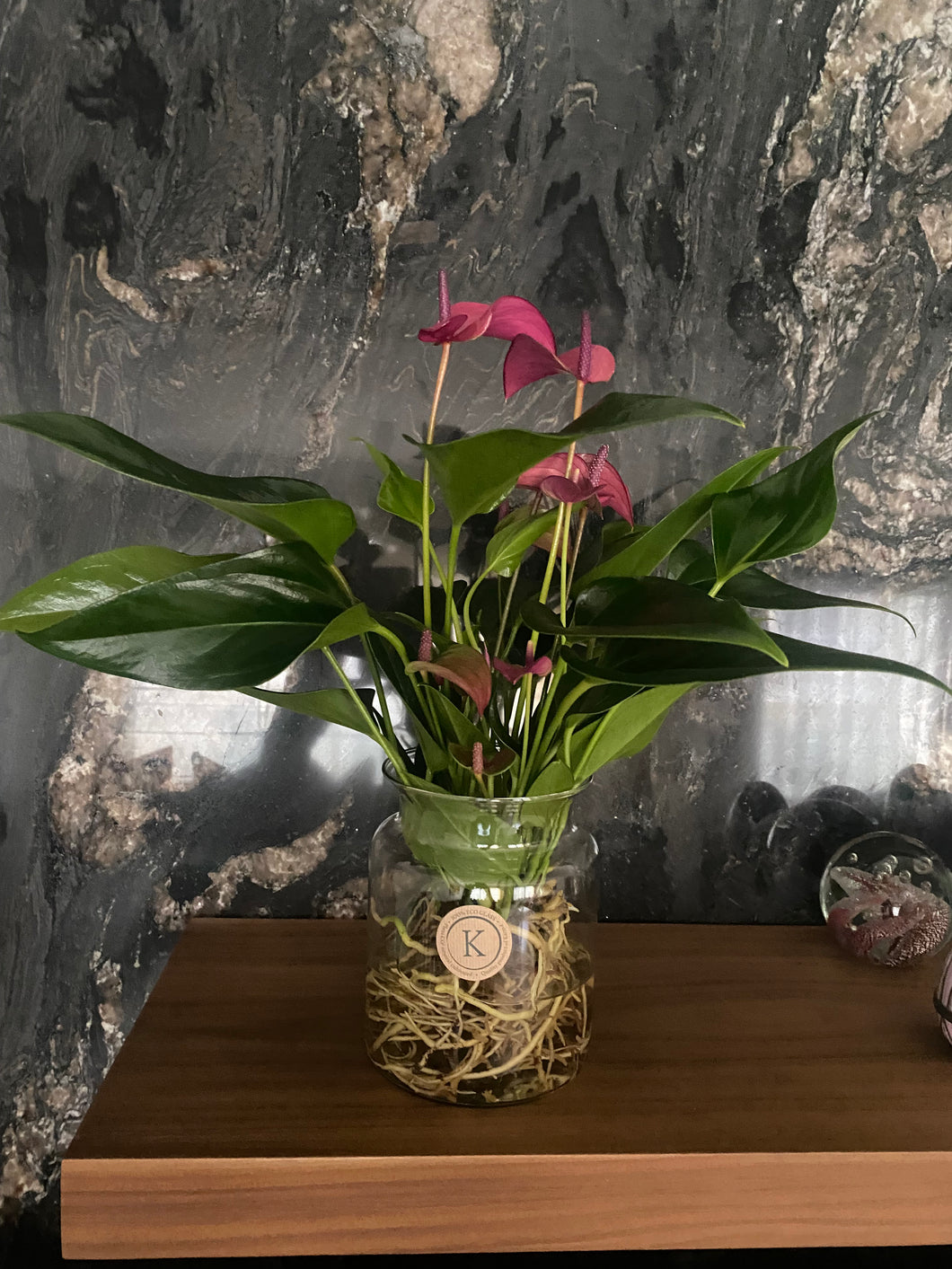 Plante naturelle anthurium prune