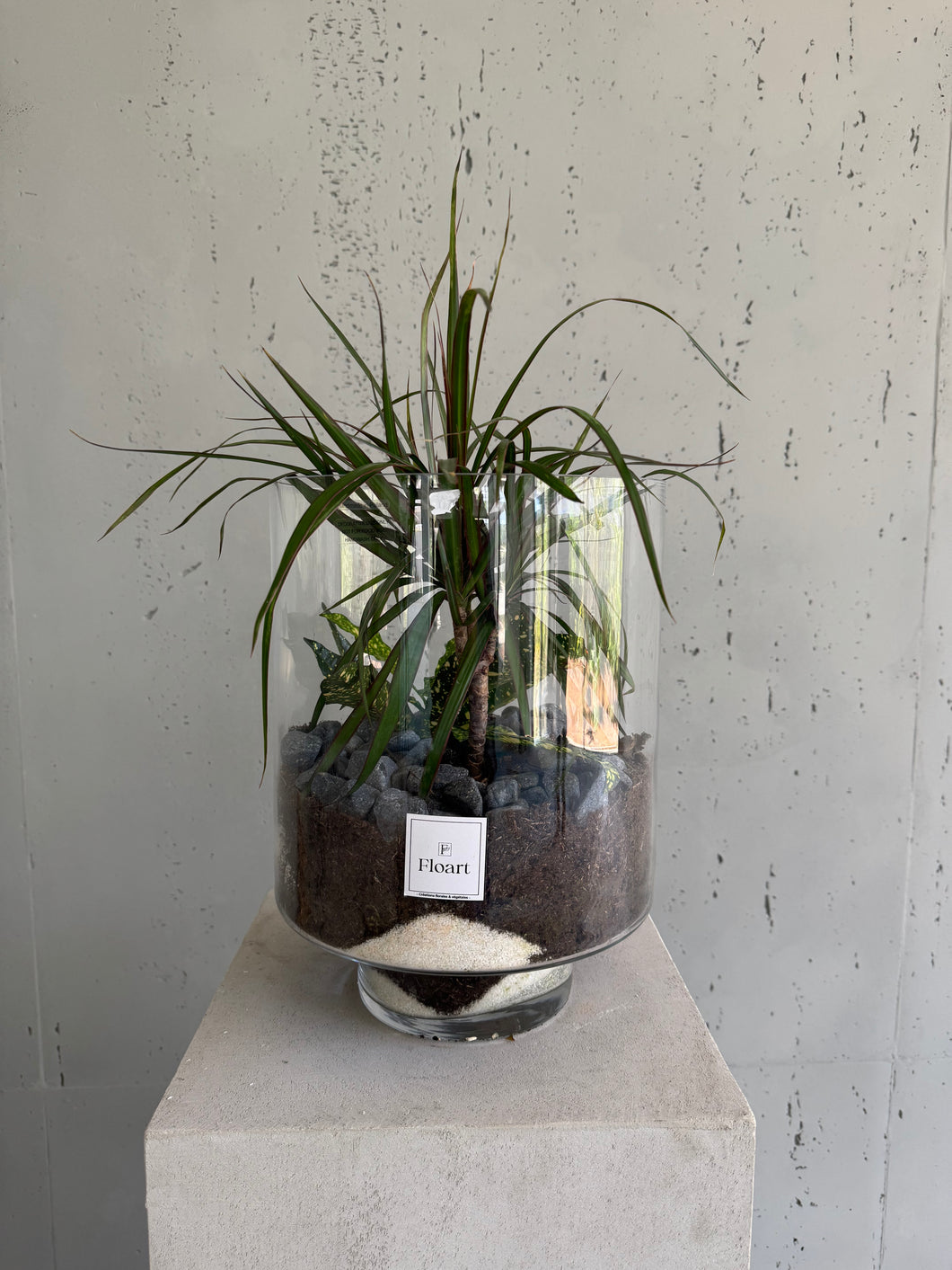 Terrarium  « Terra Moss »