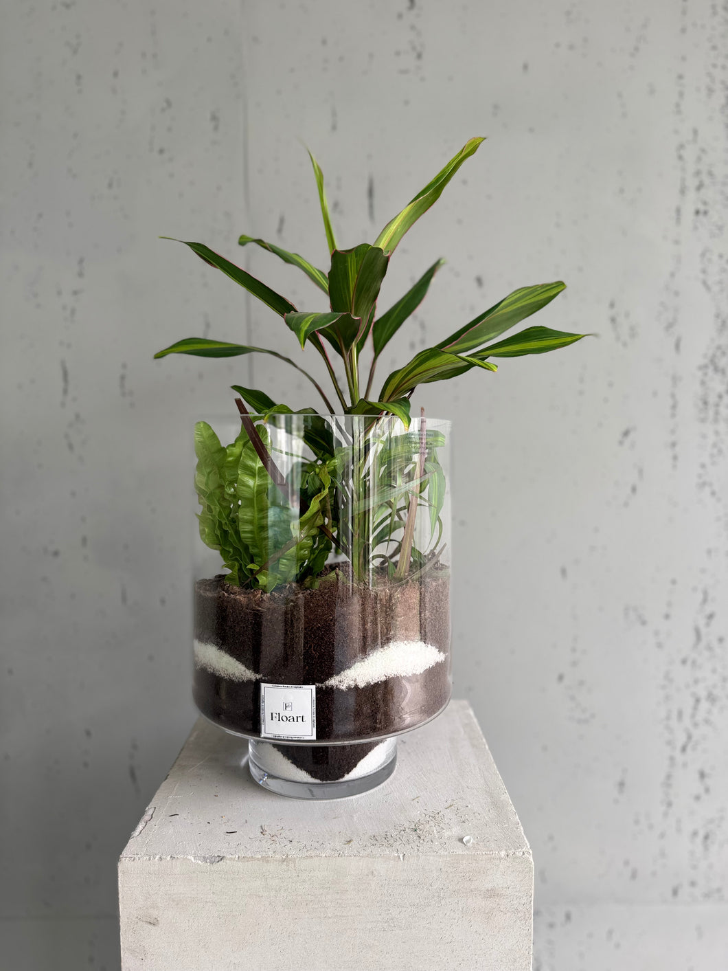 Terrarium «Terra-moss »