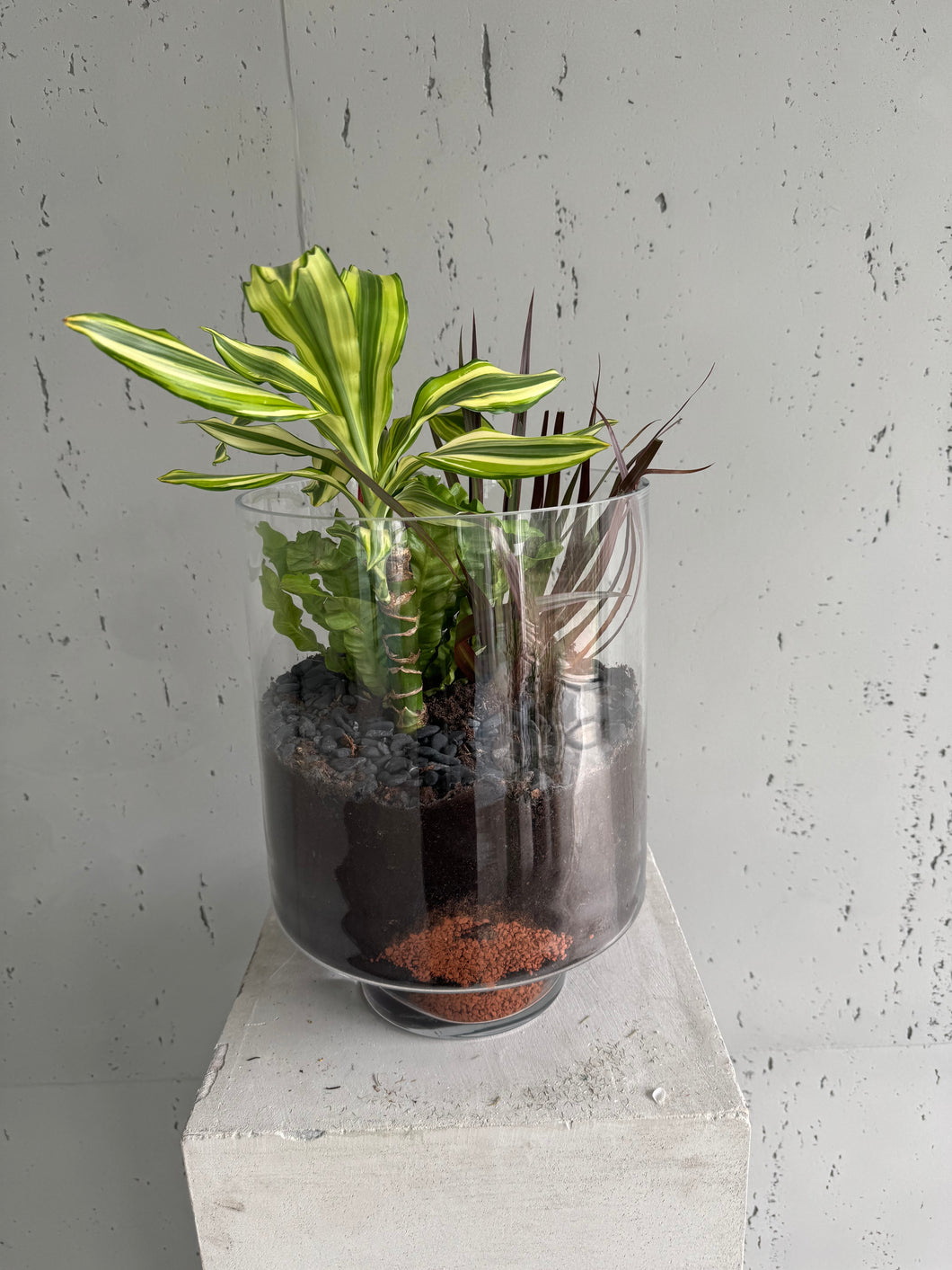 Terrarium  « Dragon »
