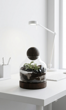 Charger l'image dans la galerie, Terrarium végétal design avec socle et couvercle sphérique en bois sombre posé sur un bureau blanc minimaliste avec une lampe.

