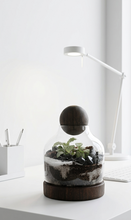 Charger l'image dans la galerie, Terrarium Végétal Décoratif en Fiole avec Bouchon en Bois – Édition Designer
