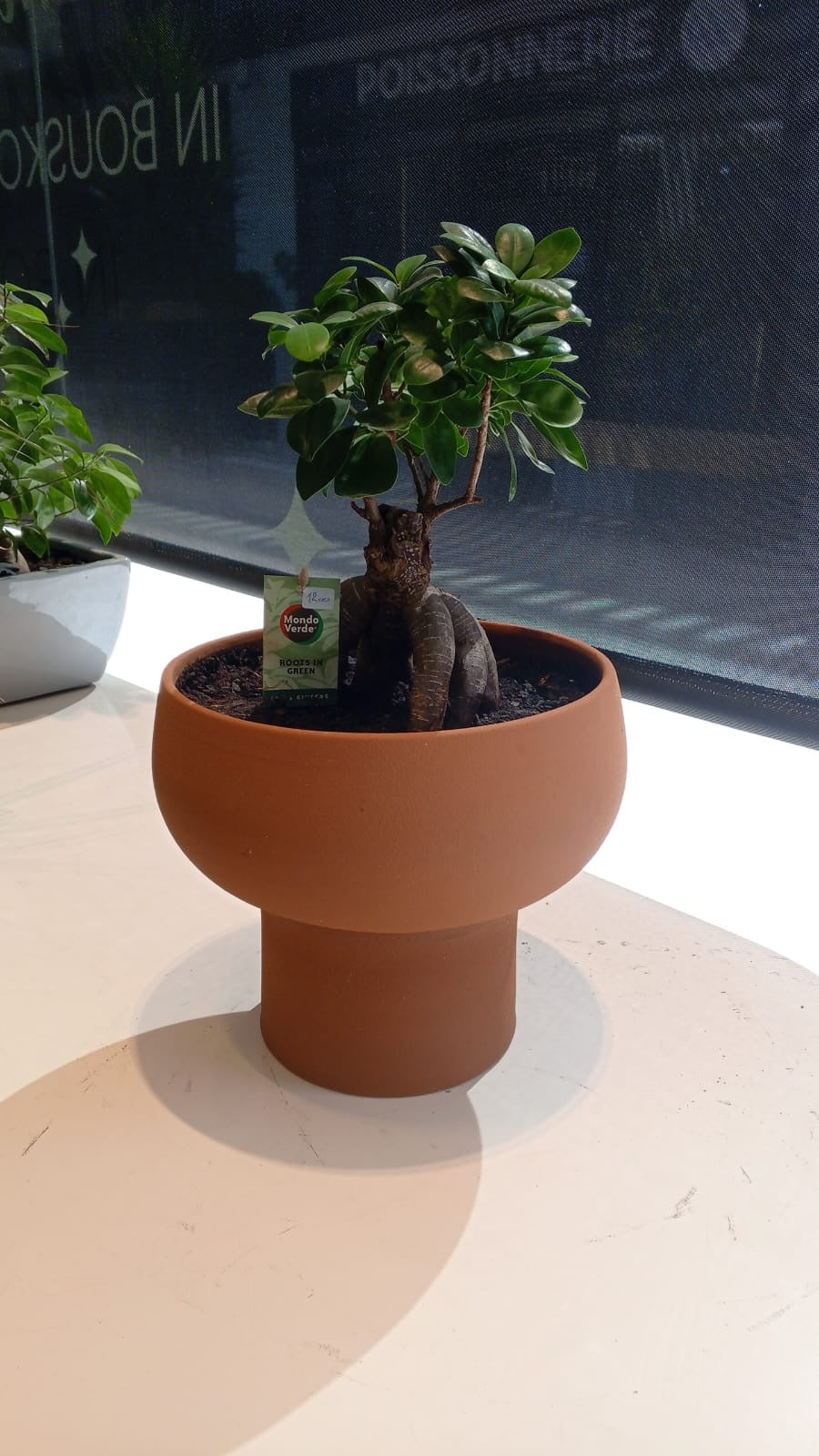 Bonsaï pot céramique terracotta