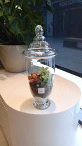 Terrarium green « Jungle »