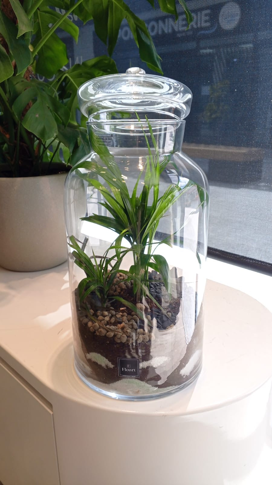Terrarium green « Jungle »