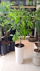 Plante naturelle Pashera