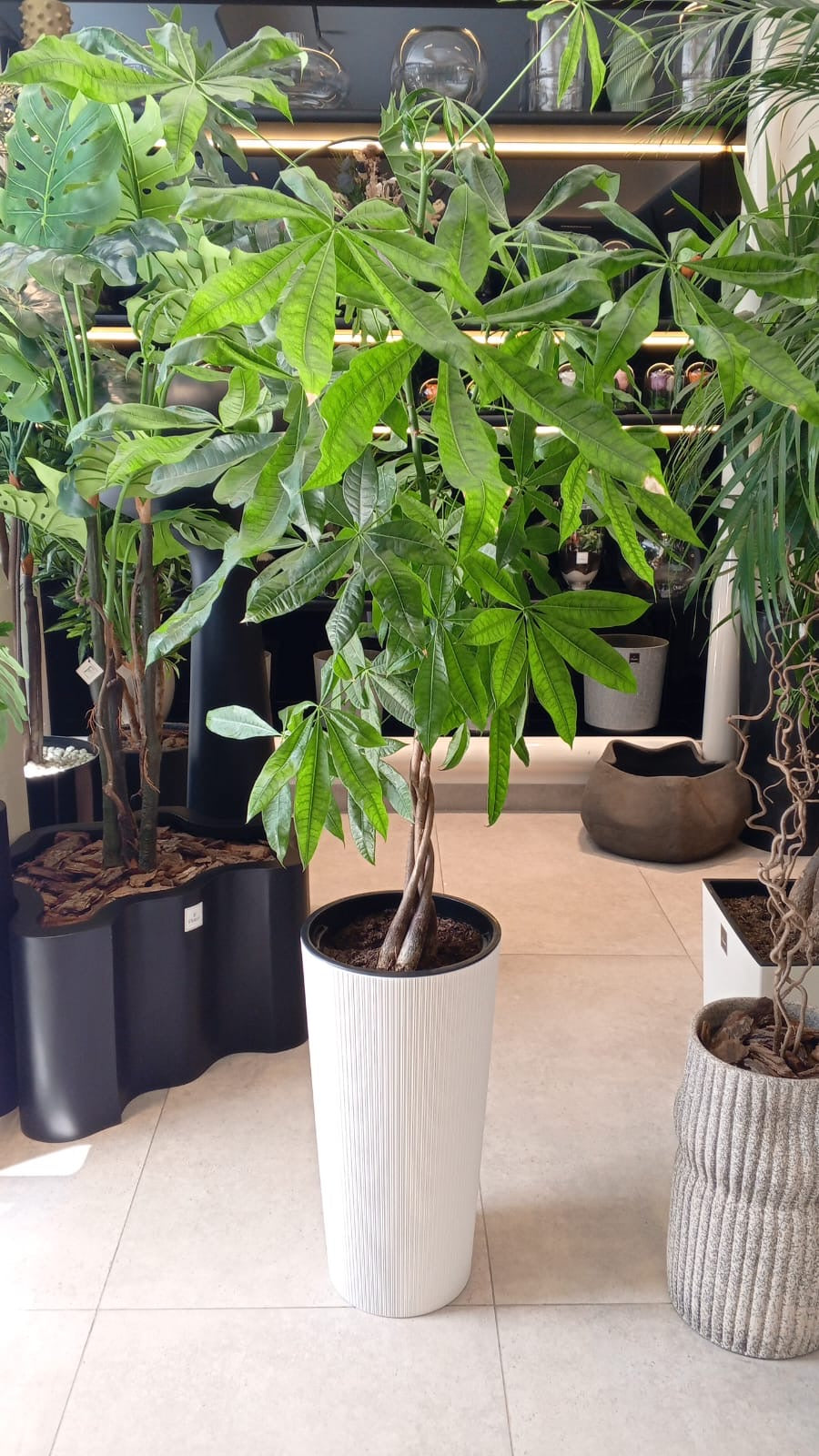 Plante naturelle Pashera