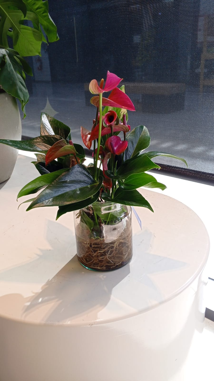 Terrarium  « Anthurium »