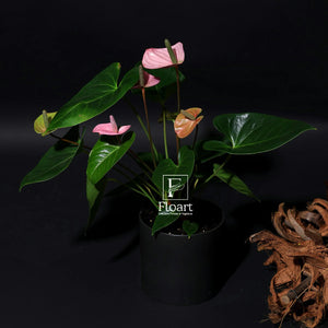 livraison fleurs anthurium plante  casablanca | maroc 