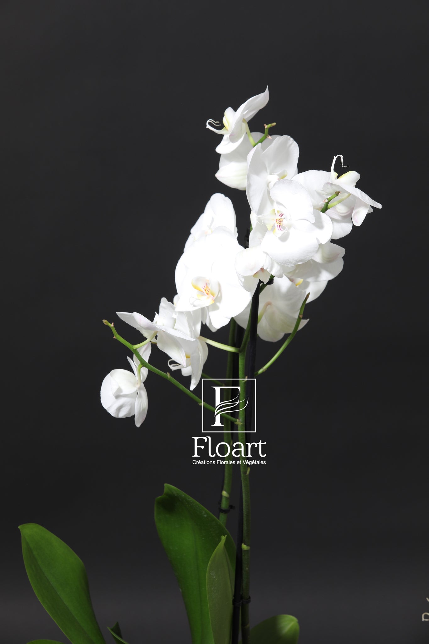 Composition d'orchidée naturelle – FLOART Maroc